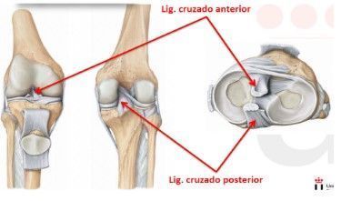 ligamentos de la rodilla