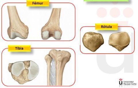 partes de una rodilla